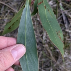 Acacia pycnantha (Golden Wattle) at Bells TSR - 6 Aug 2021 by Darcy