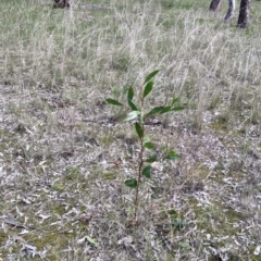 Acacia pycnantha at Table Top, NSW - 6 Aug 2021