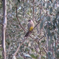 Anthochaera carunculata (Red Wattlebird) at Bells TSR - 6 Aug 2021 by Darcy