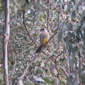 Anthochaera carunculata at Table Top, NSW - 6 Aug 2021