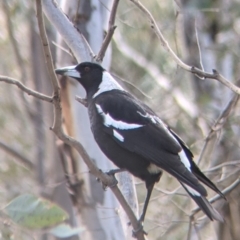 Gymnorhina tibicen (Australian Magpie) at Bells TSR - 6 Aug 2021 by Darcy