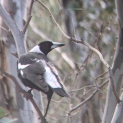 Gymnorhina tibicen at Table Top, NSW - 6 Aug 2021 03:00 PM