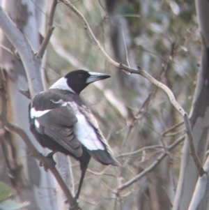 Gymnorhina tibicen at Table Top, NSW - 6 Aug 2021