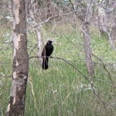 Corcorax melanorhamphos (White-winged Chough) at Albury - 6 Aug 2021 by Darcy