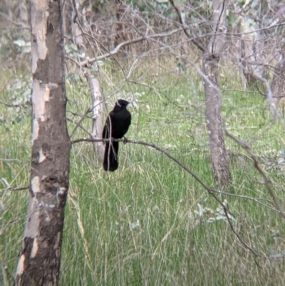 Corcorax melanorhamphos (White-winged Chough) at Bells TSR - 6 Aug 2021 by Darcy