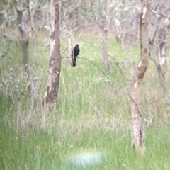 Corcorax melanorhamphos at Table Top, NSW - 6 Aug 2021