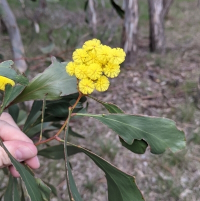 Acacia pycnantha (Golden Wattle) at Table Top, NSW - 6 Aug 2021 by Darcy