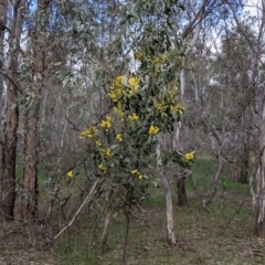 Acacia pycnantha at Table Top, NSW - 6 Aug 2021 03:04 PM