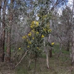 Acacia pycnantha at Table Top, NSW - 6 Aug 2021