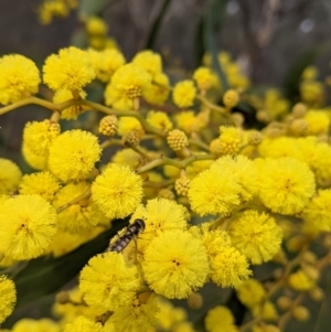 Melangyna viridiceps at Table Top, NSW - 6 Aug 2021 03:08 PM
