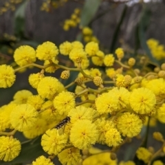 Melangyna viridiceps at Table Top, NSW - 6 Aug 2021 03:08 PM