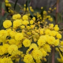 Melangyna viridiceps at Table Top, NSW - 6 Aug 2021 03:08 PM