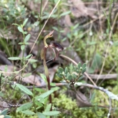 Chiloglottis reflexa (Short-clubbed Wasp Orchid) at Jerrabomberra, NSW - 28 Mar 2021 by MattM