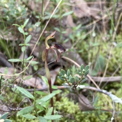 Chiloglottis reflexa (Short-clubbed Wasp Orchid) at Mount Jerrabomberra QP - 28 Mar 2021 by MattM