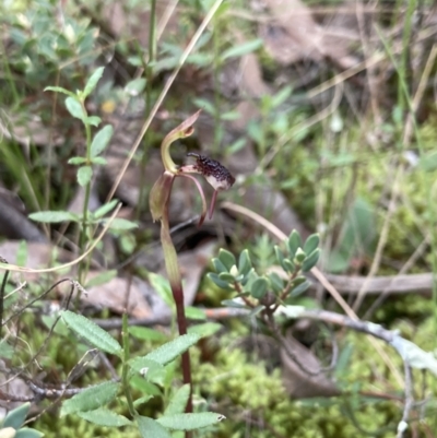 Chiloglottis reflexa (Short-clubbed Wasp Orchid) at Jerrabomberra, NSW - 28 Mar 2021 by MattM