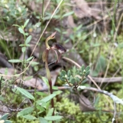 Chiloglottis reflexa (Short-clubbed Wasp Orchid) at Mount Jerrabomberra QP - 28 Mar 2021 by MattM
