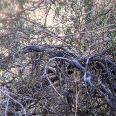 Malurus cyaneus (Superb Fairywren) at Table Top, NSW - 6 Aug 2021 by Darcy