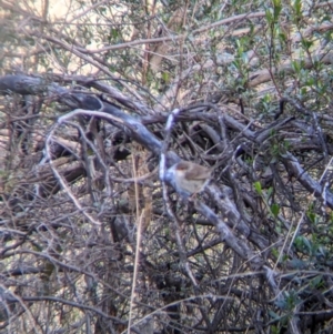 Malurus cyaneus at Table Top, NSW - 6 Aug 2021