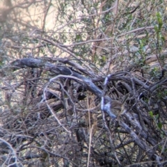 Malurus cyaneus at Table Top, NSW - 6 Aug 2021