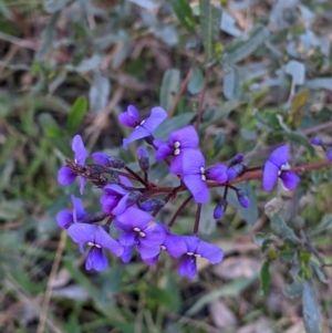 Hardenbergia violacea at Table Top, NSW - 6 Aug 2021