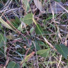 Hardenbergia violacea at Table Top, NSW - 6 Aug 2021