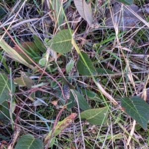 Hardenbergia violacea at Table Top, NSW - 6 Aug 2021