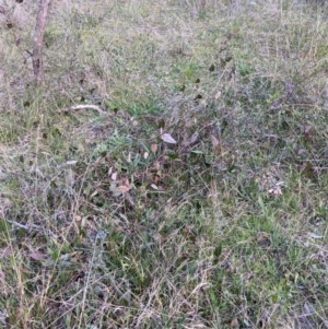 Hardenbergia violacea at Table Top, NSW - 6 Aug 2021