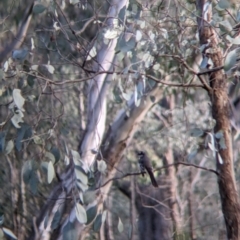 Rhipidura albiscapa (Grey Fantail) at Wirlinga, NSW - 6 Aug 2021 by Darcy