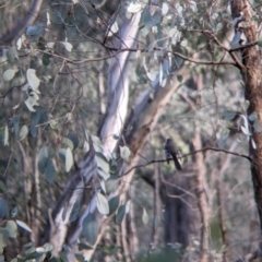 Rhipidura albiscapa at Wirlinga, NSW - 6 Aug 2021