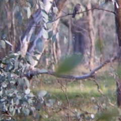 Rhipidura albiscapa at Wirlinga, NSW - 6 Aug 2021 03:23 PM