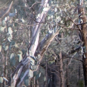 Rhipidura albiscapa at Wirlinga, NSW - 6 Aug 2021