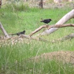 Corcorax melanorhamphos (White-winged Chough) at Bells TSR - 6 Aug 2021 by Darcy