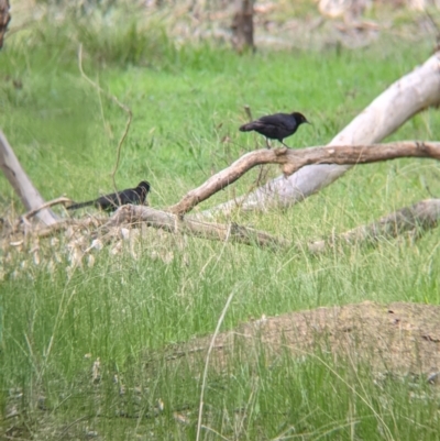 Corcorax melanorhamphos (White-winged Chough) at Table Top, NSW - 6 Aug 2021 by Darcy