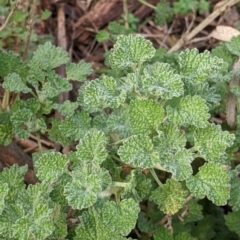 Marrubium vulgare (Horehound) at Table Top, NSW - 6 Aug 2021 by Darcy