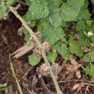 Marrubium vulgare at Table Top, NSW - 6 Aug 2021