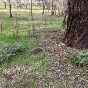 Marrubium vulgare at Table Top, NSW - 6 Aug 2021