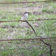 Microeca fascinans (Jacky Winter) at Albury - 6 Aug 2021 by Darcy