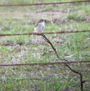 Microeca fascinans at Table Top, NSW - 6 Aug 2021 03:39 PM