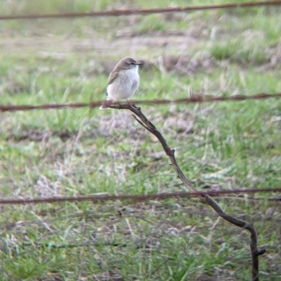 Microeca fascinans (Jacky Winter) at Table Top, NSW - 6 Aug 2021 by Darcy