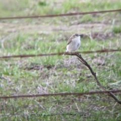 Microeca fascinans at Table Top, NSW - 6 Aug 2021 03:39 PM