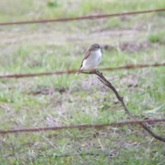 Microeca fascinans at Table Top, NSW - 6 Aug 2021