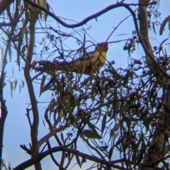 Platycercus elegans flaveolus (Yellow Rosella) at Table Top, NSW - 6 Aug 2021 by Darcy