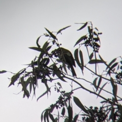 Melithreptus brevirostris (Brown-headed Honeyeater) at Table Top, NSW - 6 Aug 2021 by Darcy
