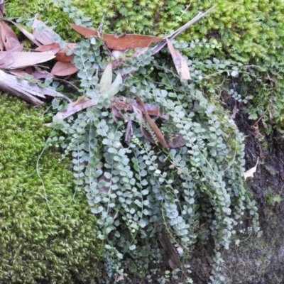 Asplenium flabellifolium (Necklace Fern) at Wingecarribee Local Government Area - 21 Jul 2021 by MatthewFrawley