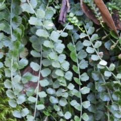 Asplenium flabellifolium at Bundanoon, NSW - 21 Jul 2021 10:43 AM