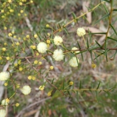 Acacia genistifolia (Early Wattle) at Bundanoon, NSW - 19 Jul 2021 by MatthewFrawley