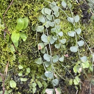 Asplenium flabellifolium at Majura, ACT - 27 Jul 2021 02:35 PM