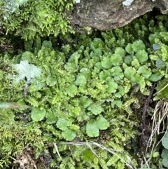 Targionia lorbeeriana (A liverwort) at Majura, ACT - 27 Jul 2021 by JaneR