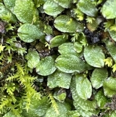 Targionia lorbeeriana at Majura, ACT - 27 Jul 2021