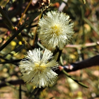 Acacia genistifolia (Early Wattle) at Kowen, ACT - 6 Aug 2021 by JohnBundock